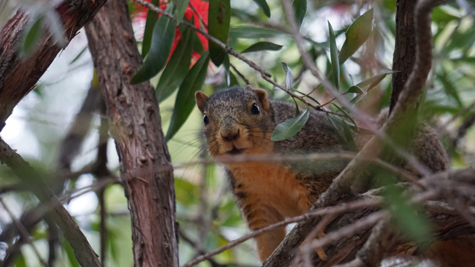 Benefits of Street&nbsp;Trees