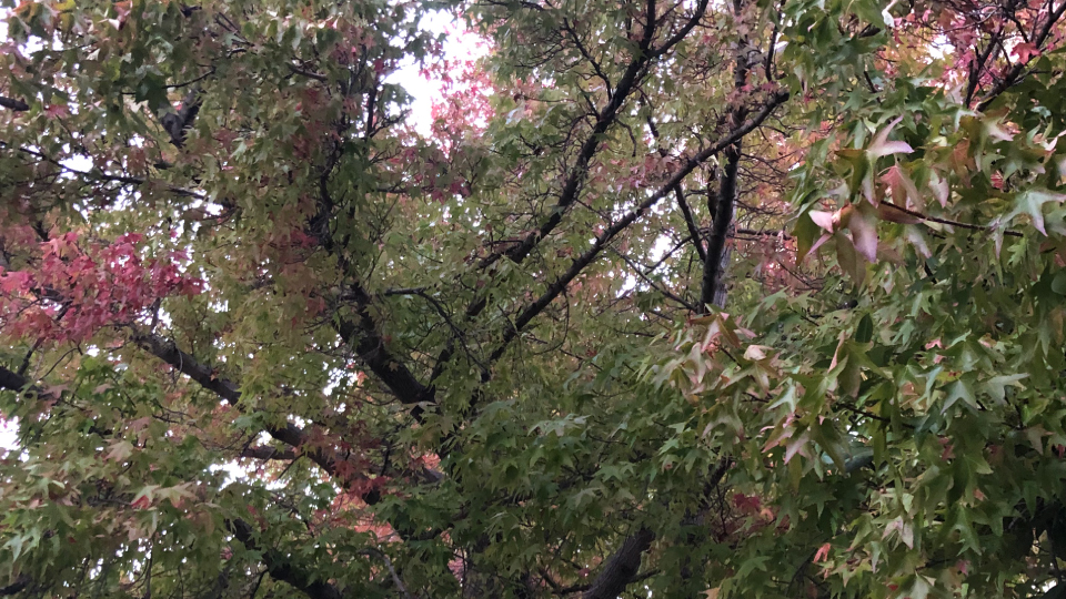 The Amazing Sweetgum